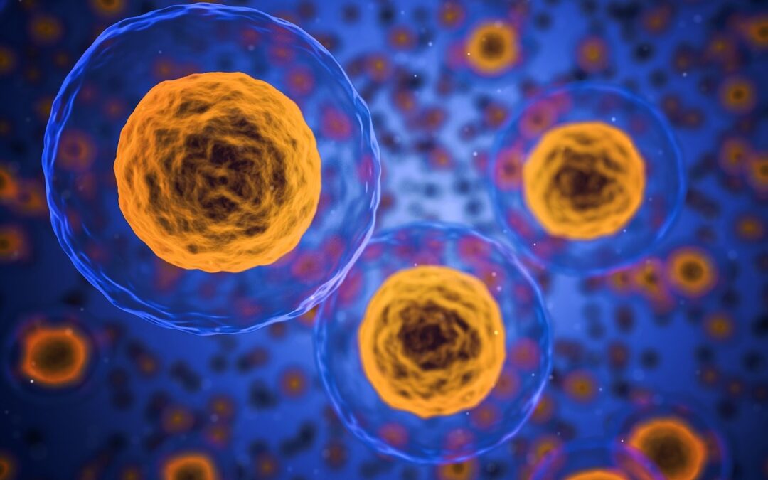 El mito de las células madre